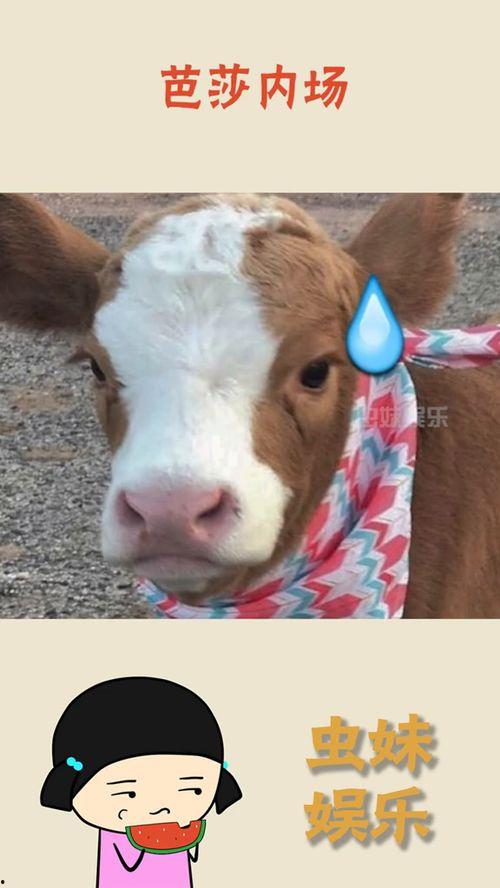 娛樂(lè)吃瓜醬網(wǎng)圖,揭秘娛樂(lè)圈最新熱點(diǎn)，帶你領(lǐng)略明星幕后故事